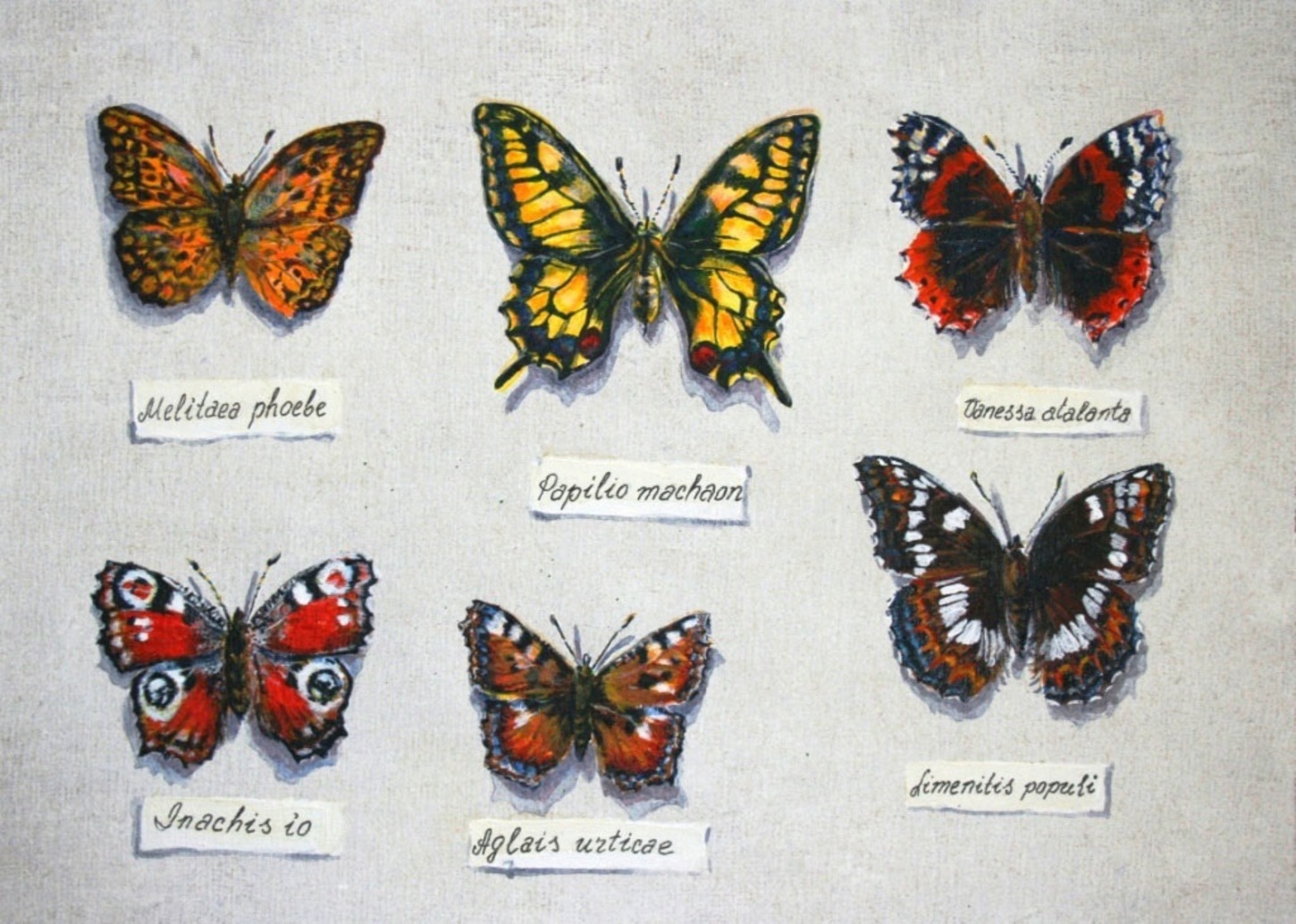 Коллекция бабочек Аксакова