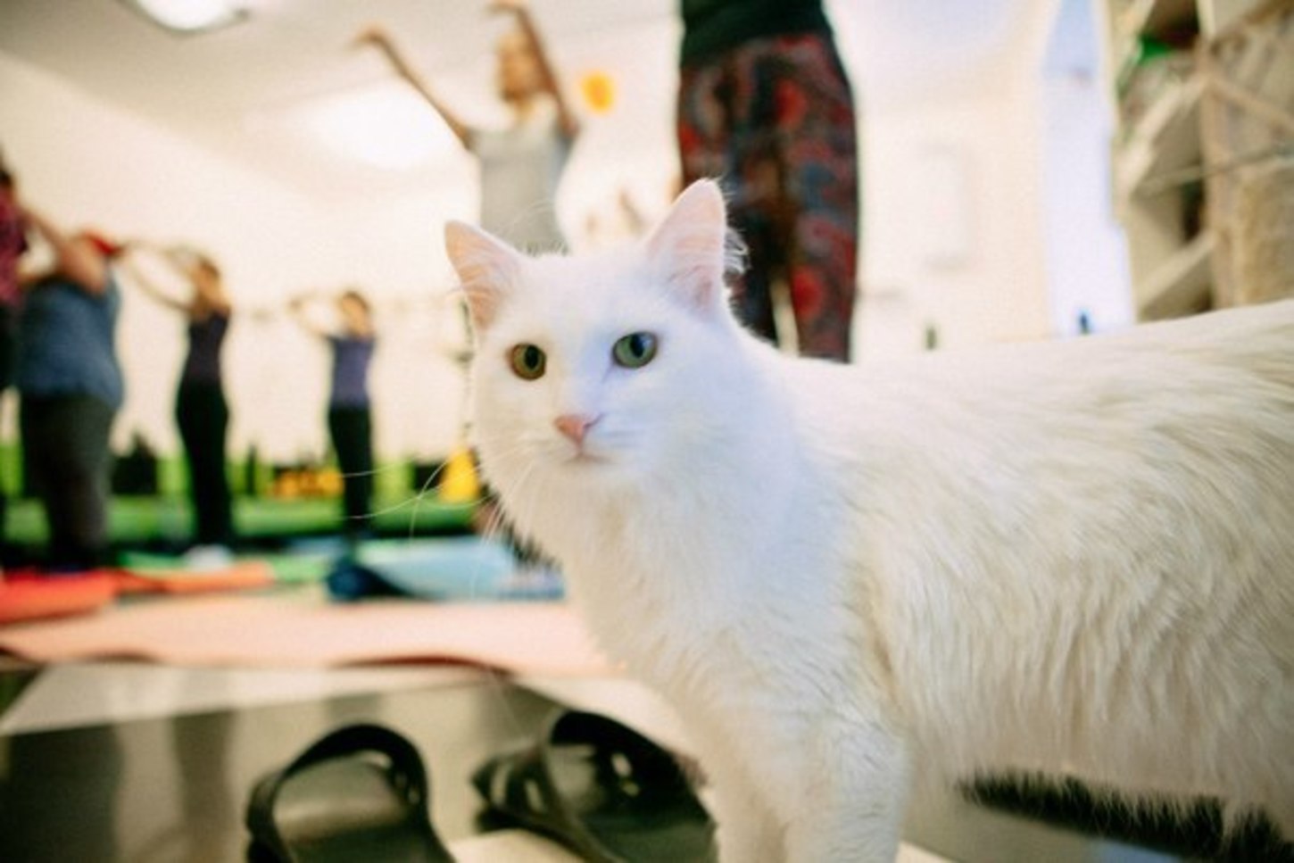 Ивент с котиками. Кот ивент. Йогаскотик