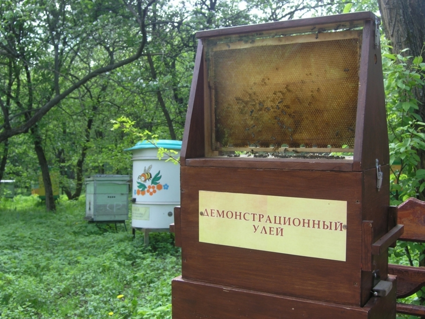 музей пчелы