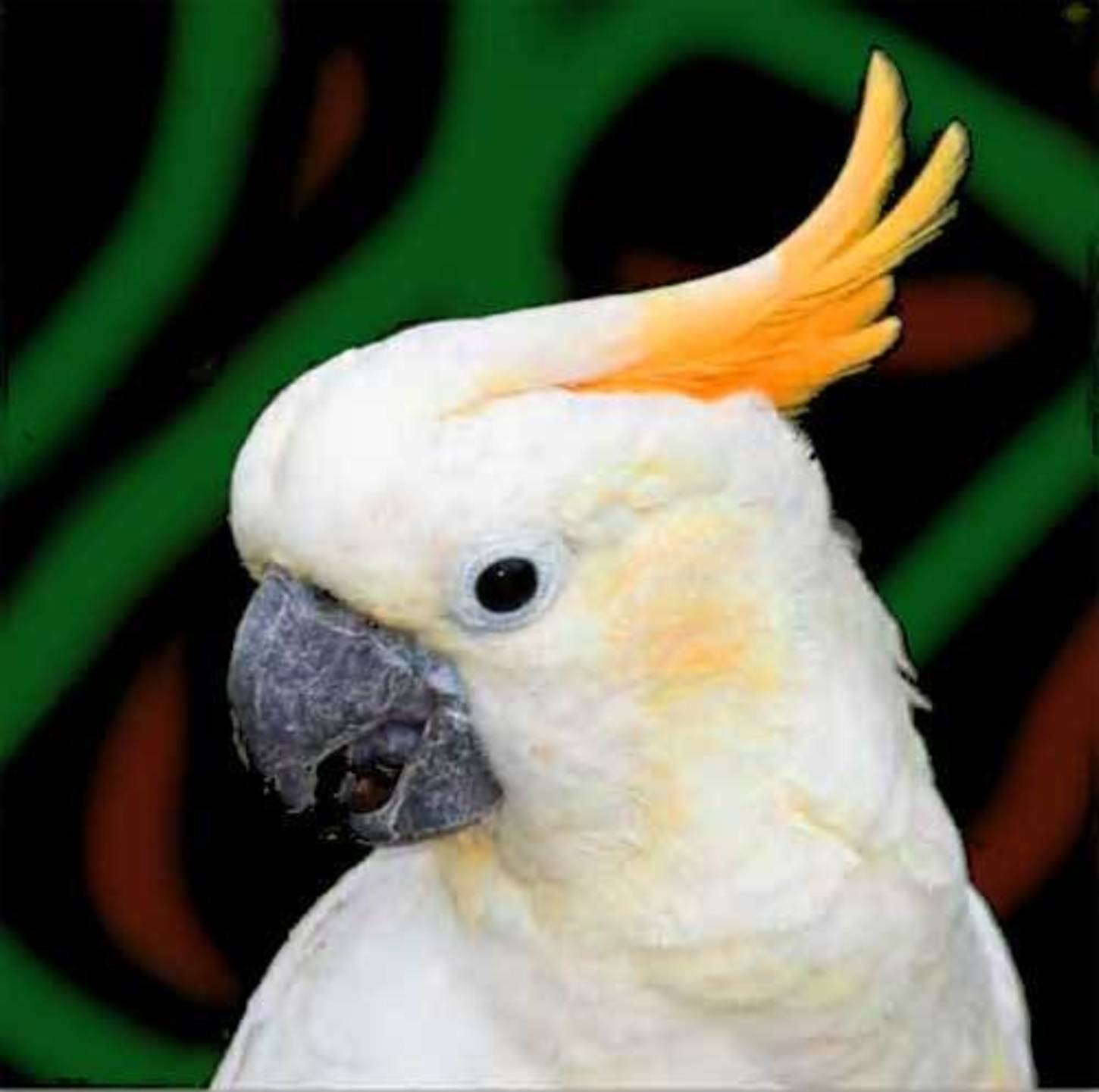 Какаду ответы. Попугай Какаду. Говорящий попугай Какаду. Очковый Какаду. Белый попугай с хохолком.